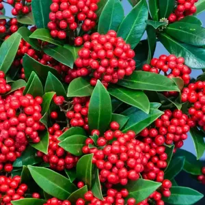Skimmia 'Pabella' (F)